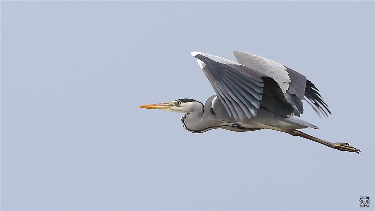 Grey Heron