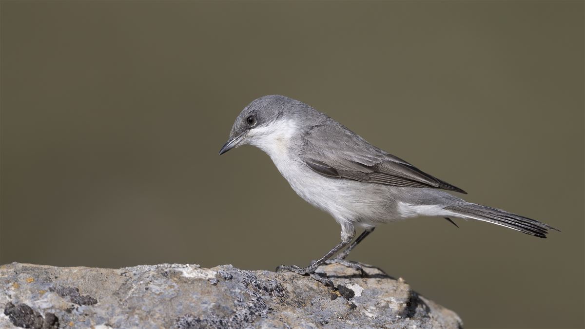 Lesser Whitethroat