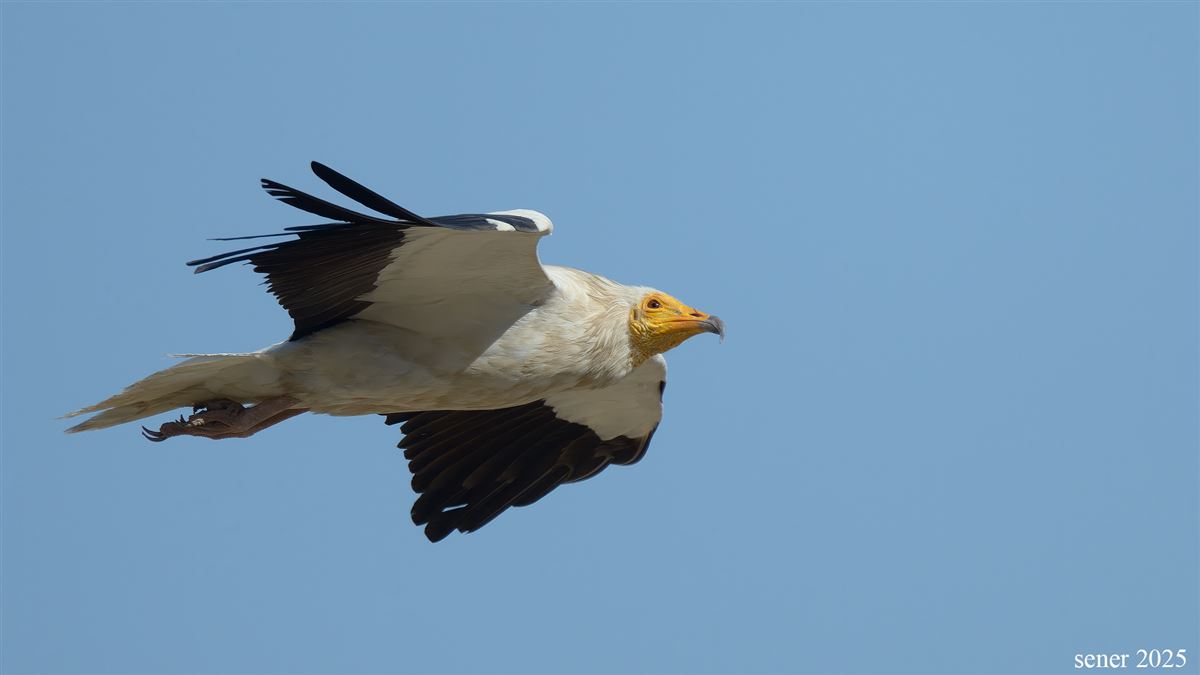 Egyptian Vulture