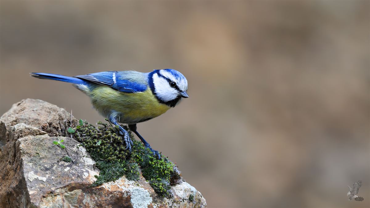 Eurasian Blue Tit