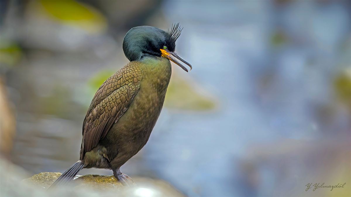 European Shag