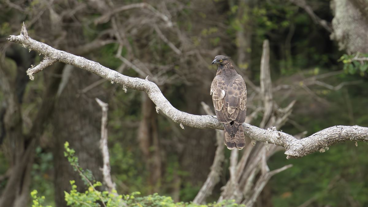 Crested Honey Buzzard