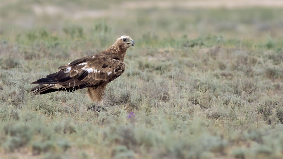 Steppe Eagle