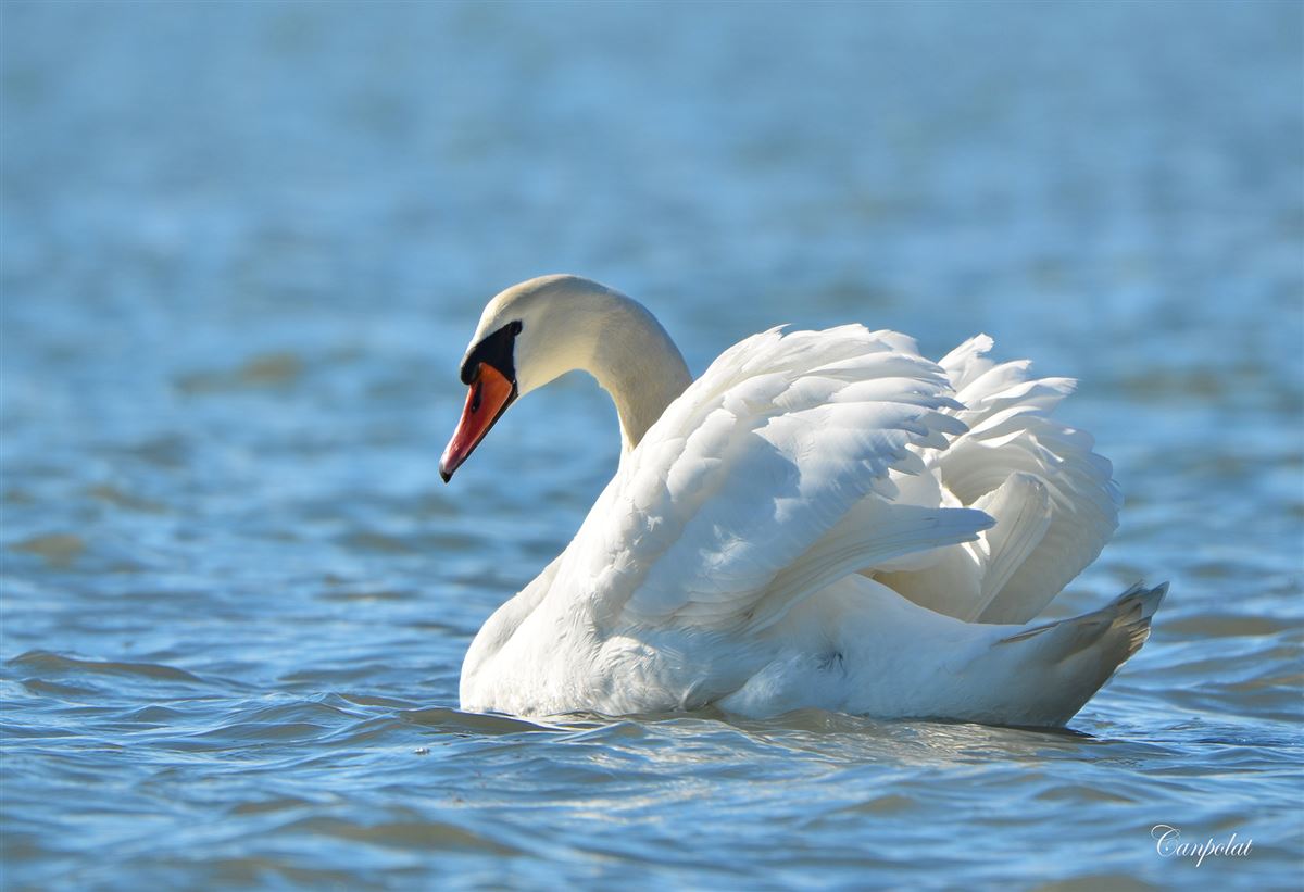 Mute Swan