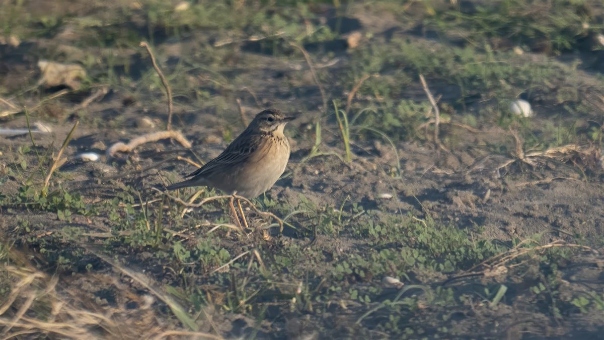 Blyth`s Pipit