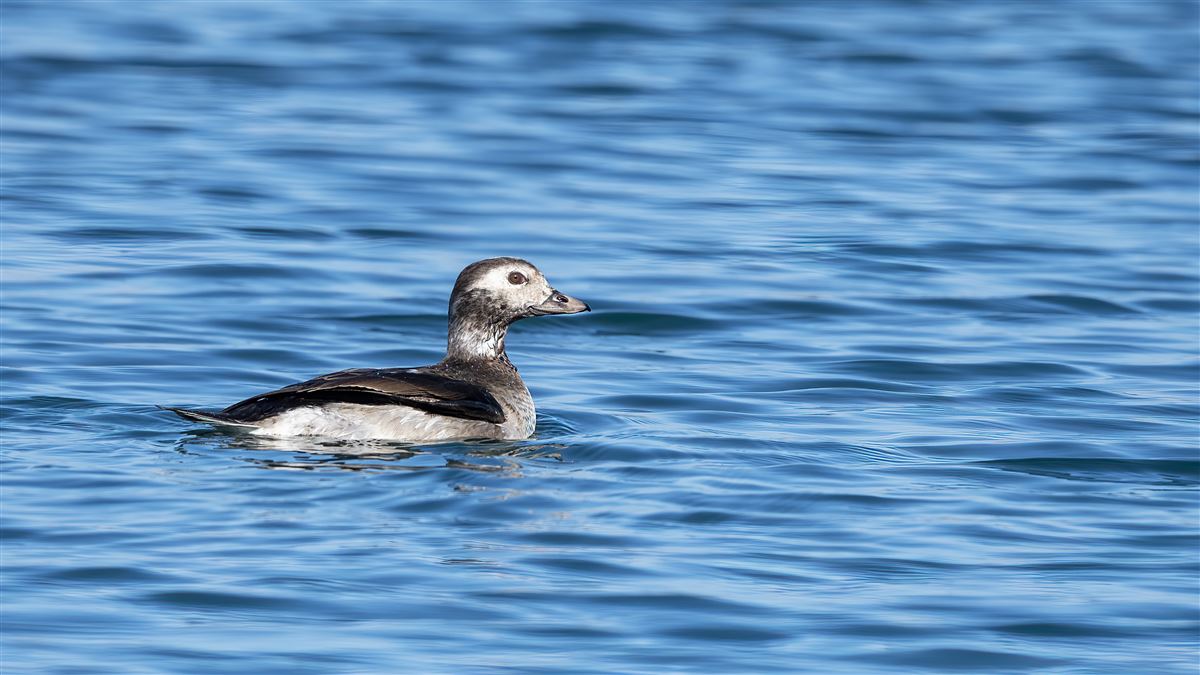 Long-tailed Duck