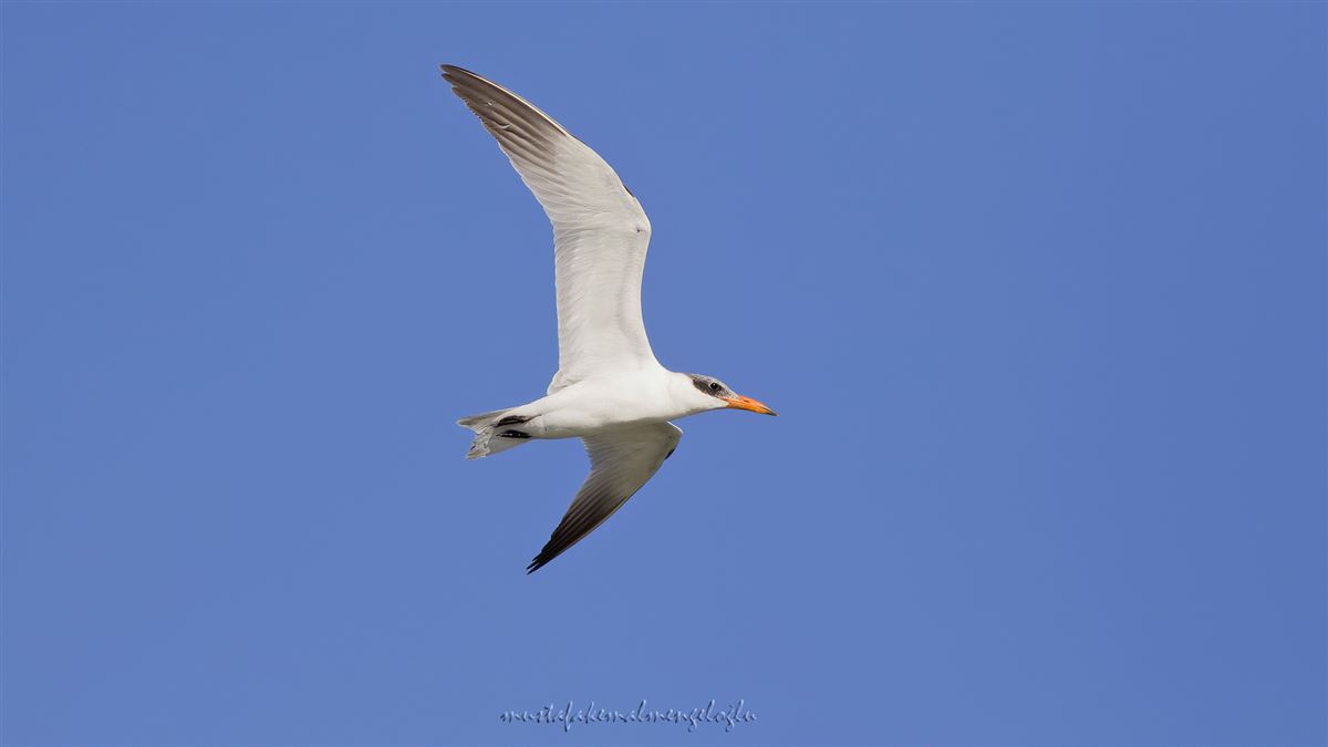 Caspian Tern