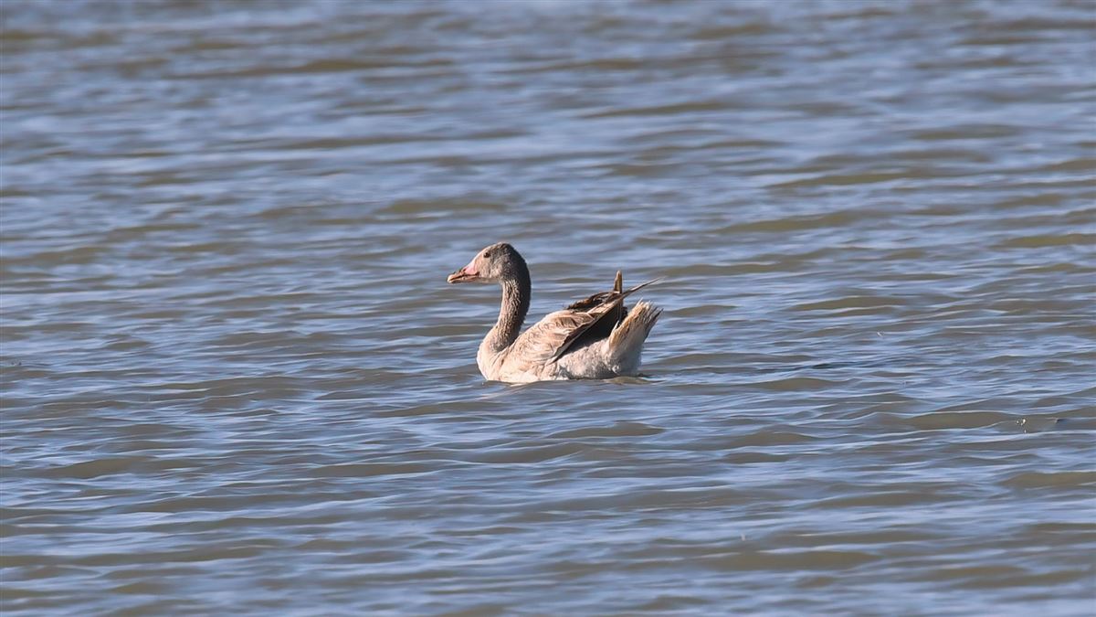 Greylag Goose