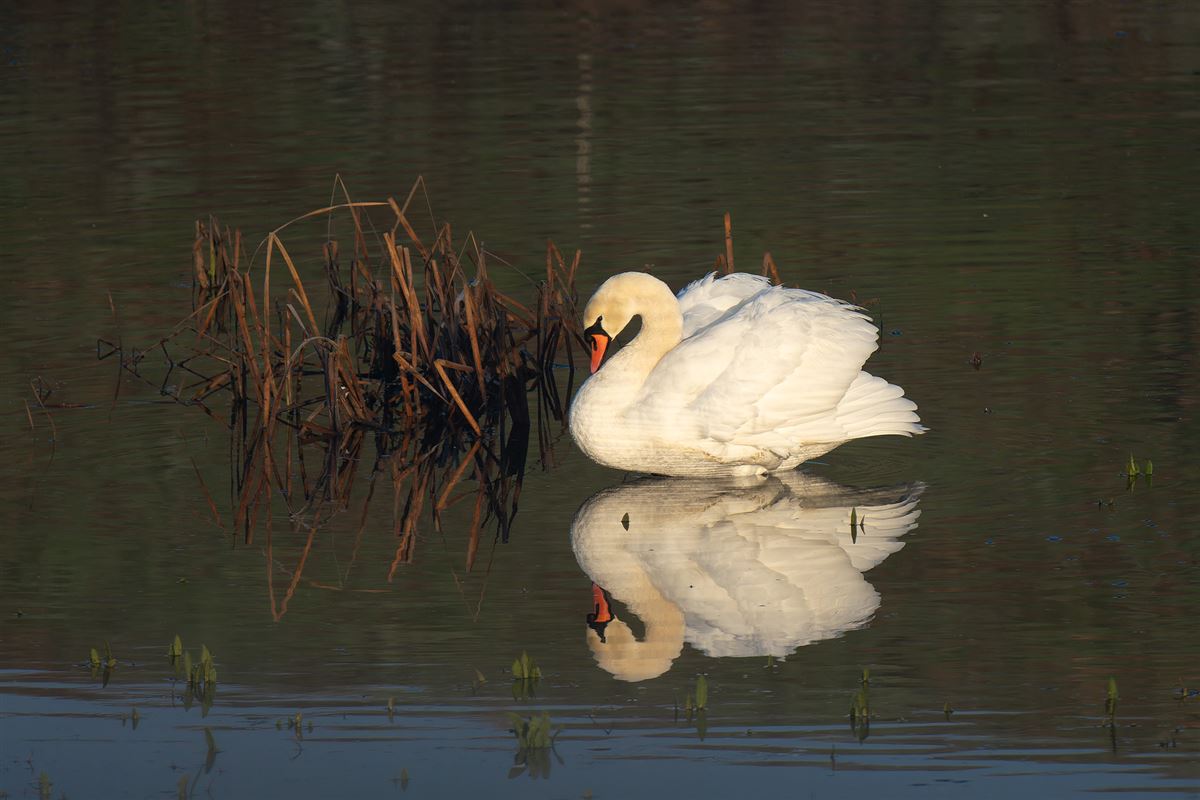 Mute Swan
