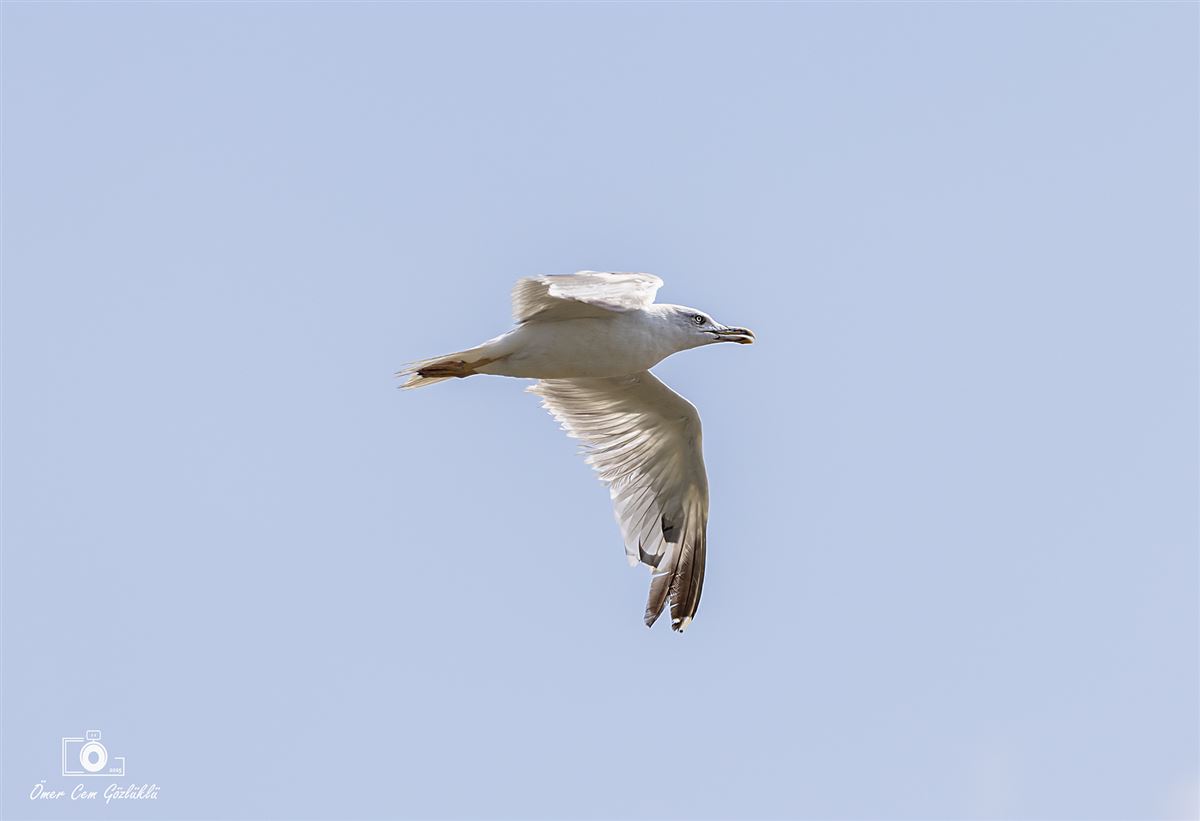 Caspian Gull