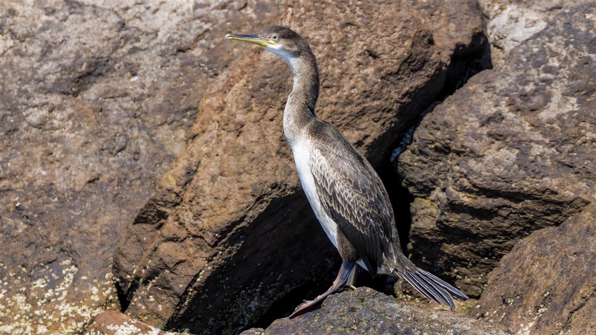 European Shag