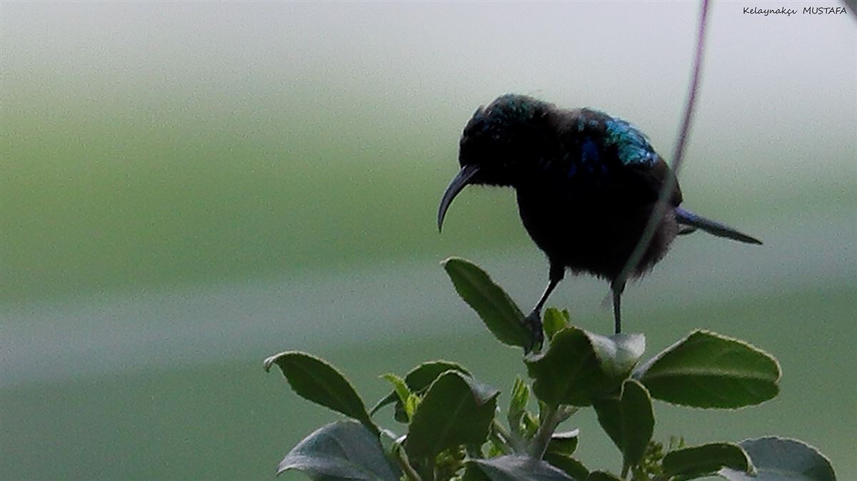 Palestine Sunbird