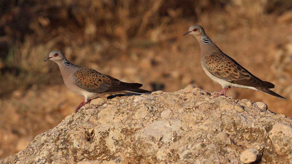 European Turtle Dove