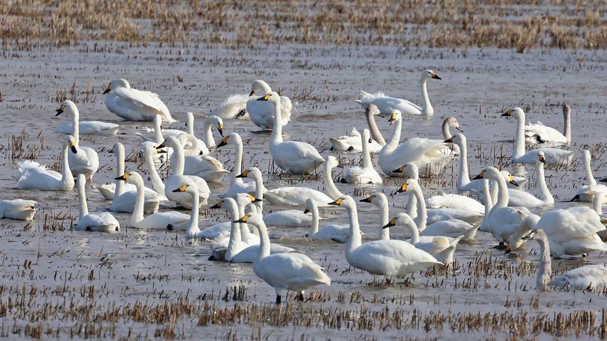 Tundra Swan