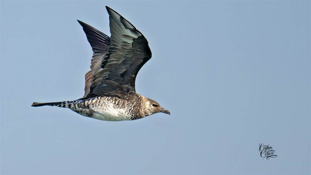 Pomarine Jaeger