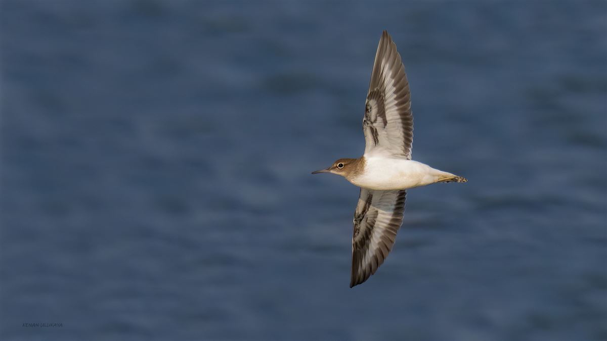 Common Sandpiper