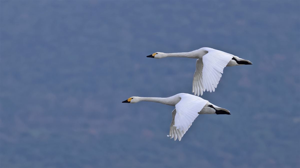 Tundra Swan