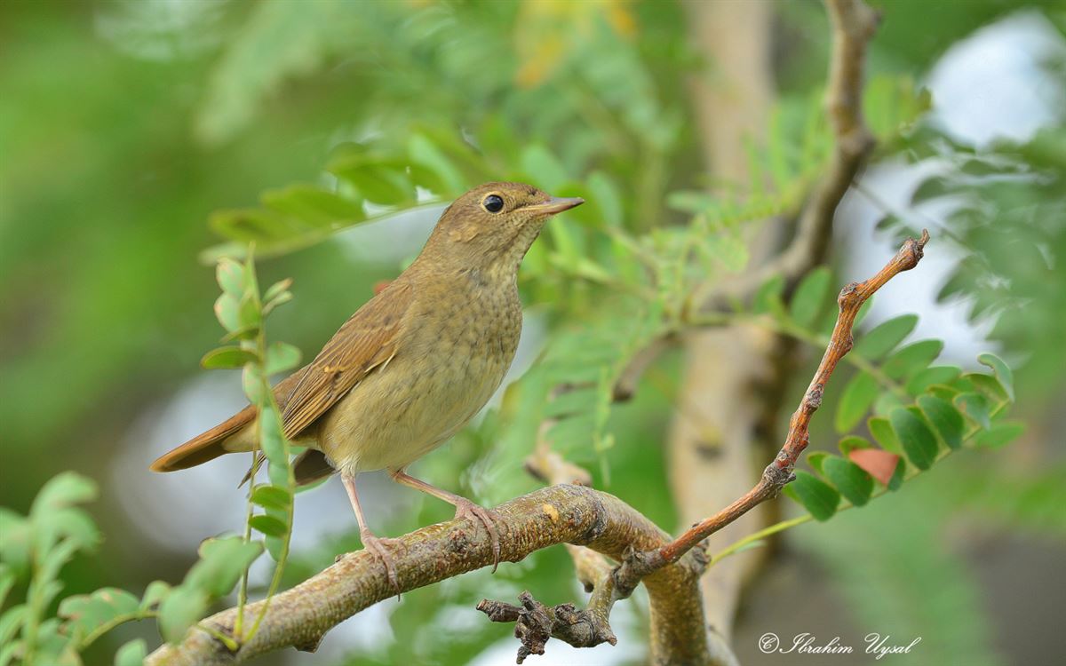 Thrush Nightingale