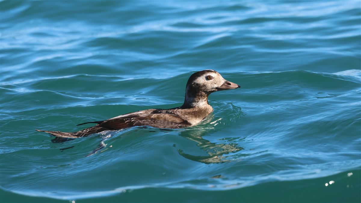 Long-tailed Duck