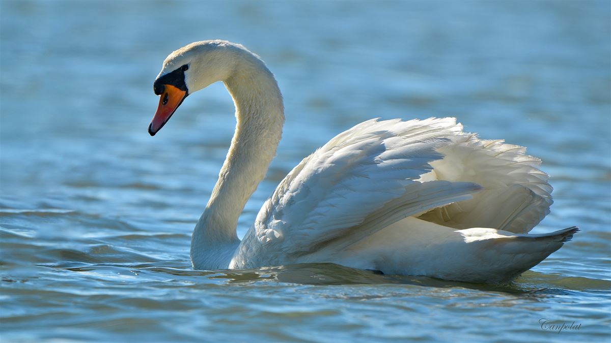 Mute Swan