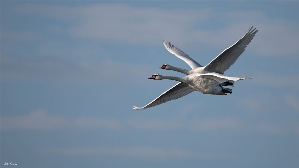 Mute Swan