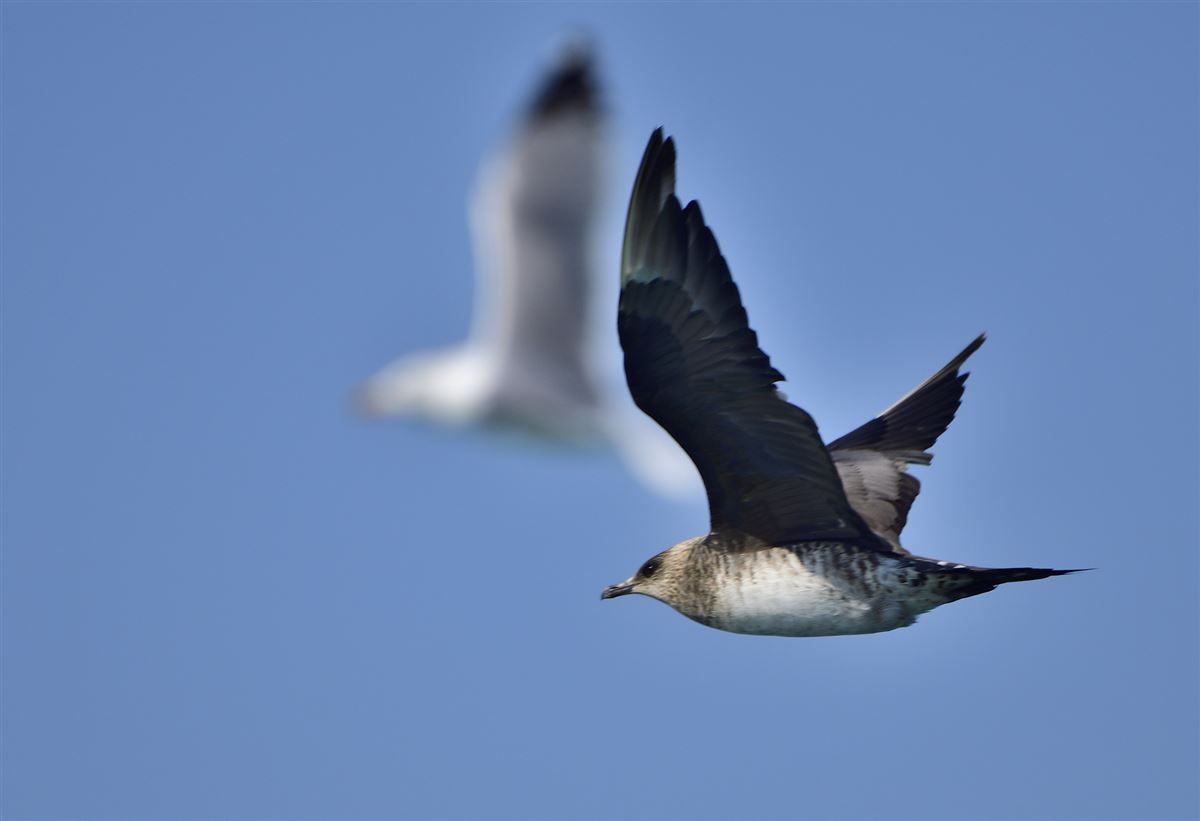 Pomarine Jaeger