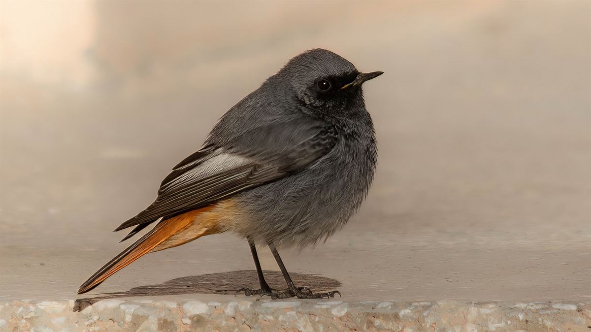 Black Redstart