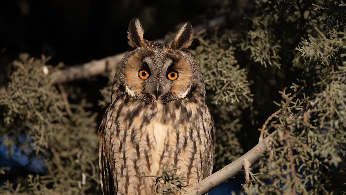Long-eared Owl