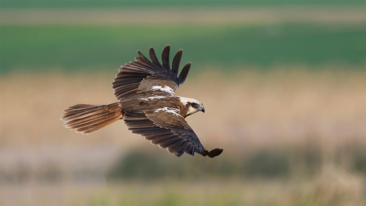 Western Marsh Harrier
