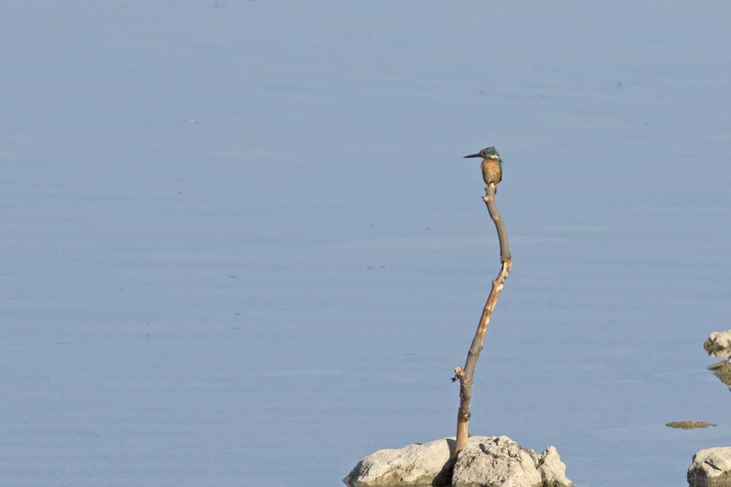 Yalıçapkını