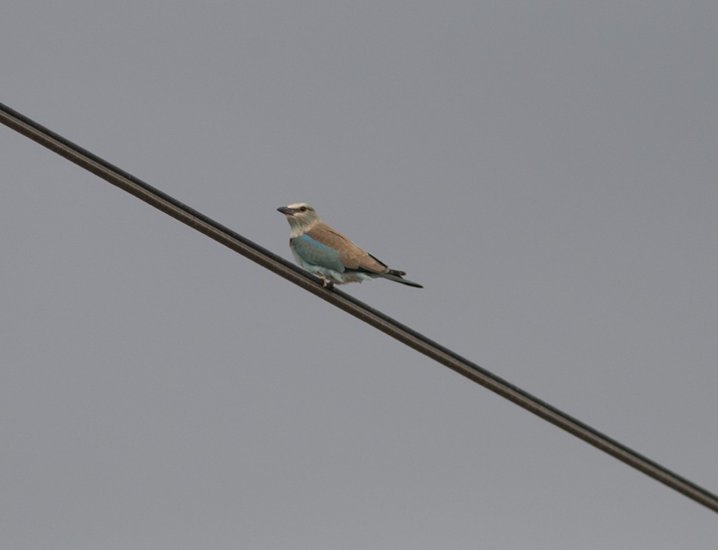 European Roller