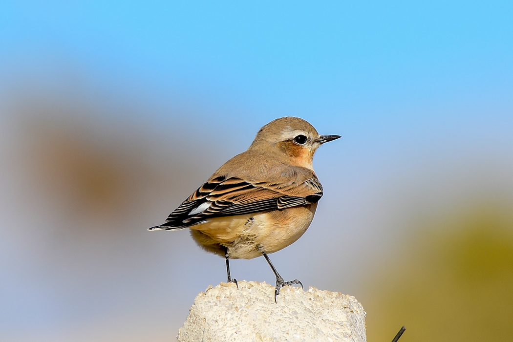 Northern Wheatear
