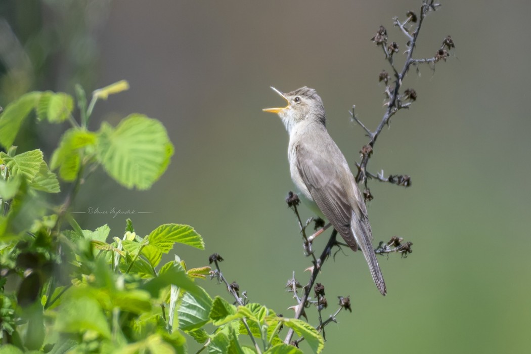 Eastern Olivaceous Warbler