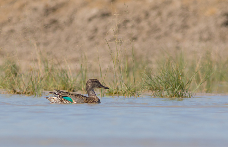 Eurasian Teal