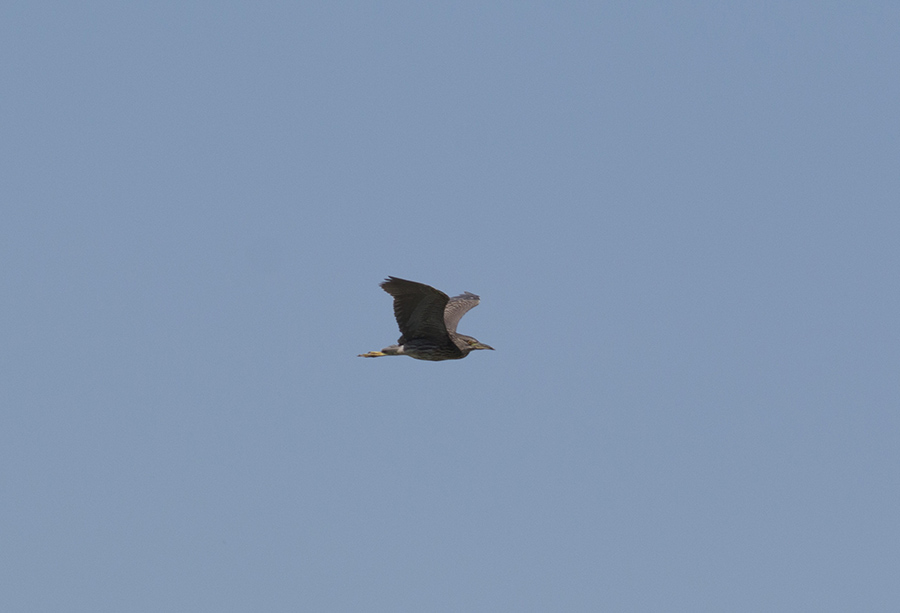 Black-crowned Night Heron