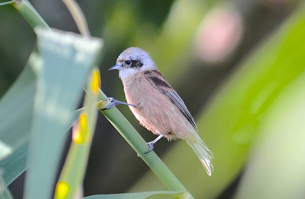 Eurasian Penduline Tit