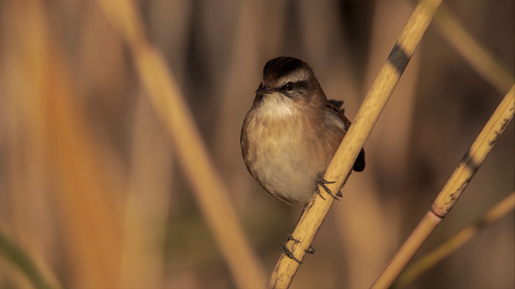 Moustached Warbler