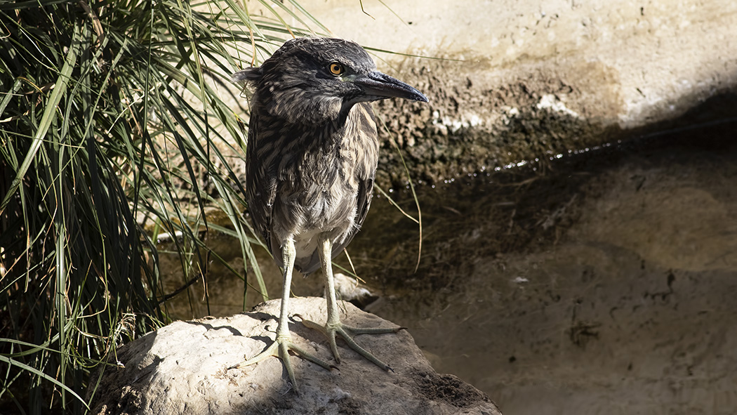Black-crowned Night Heron
