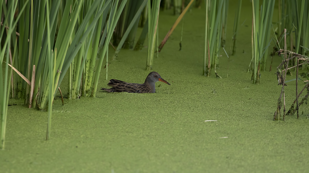 Water Rail