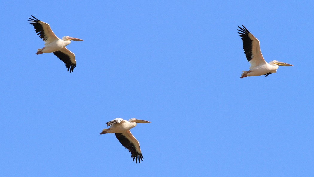 Great White Pelican