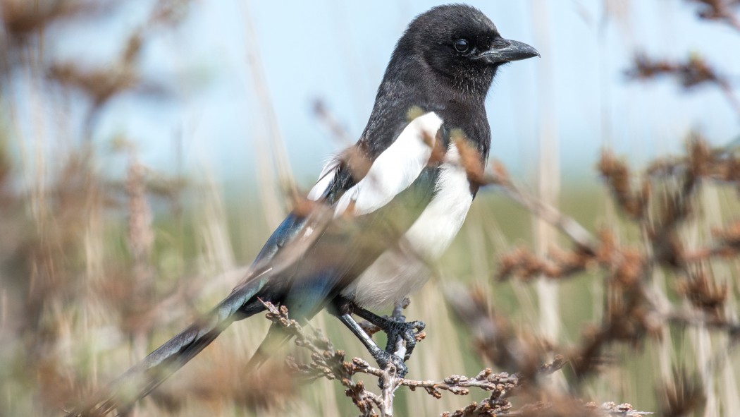 Eurasian Magpie