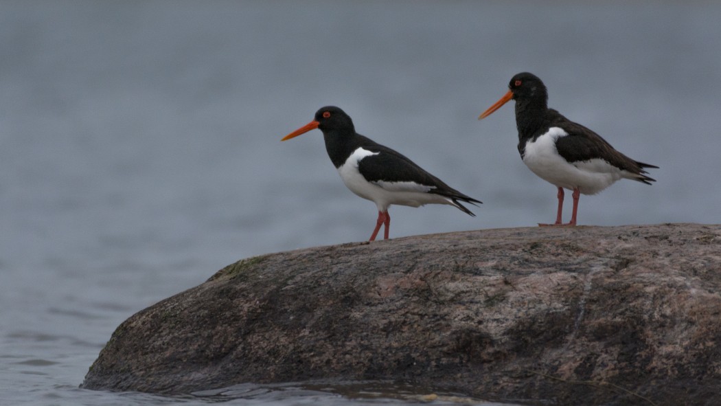 Eurasian Oystercatcher
