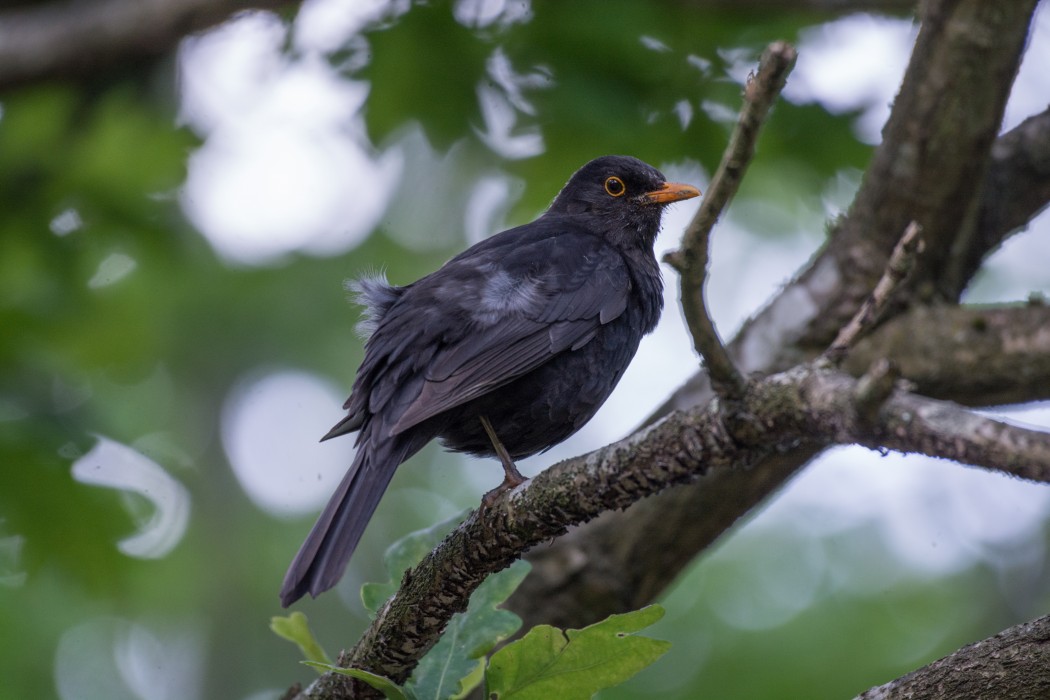 Common Blackbird