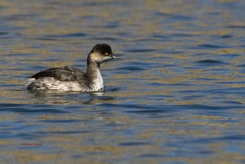 Black-necked Grebe
