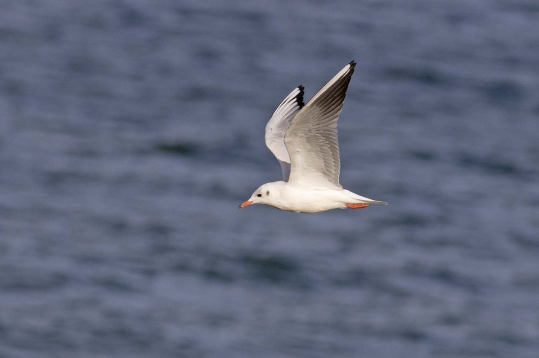 Black-headed Gull