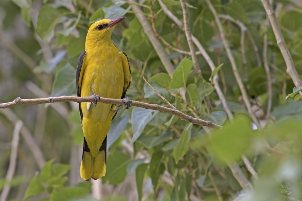 Eurasian Golden Oriole