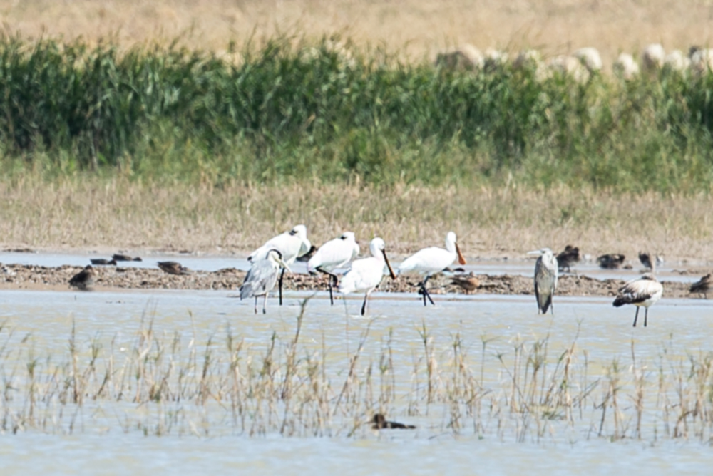 Eurasian Spoonbill