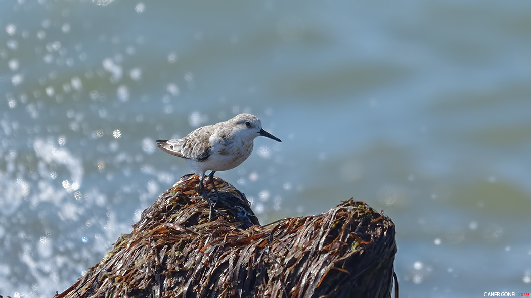 Sanderling