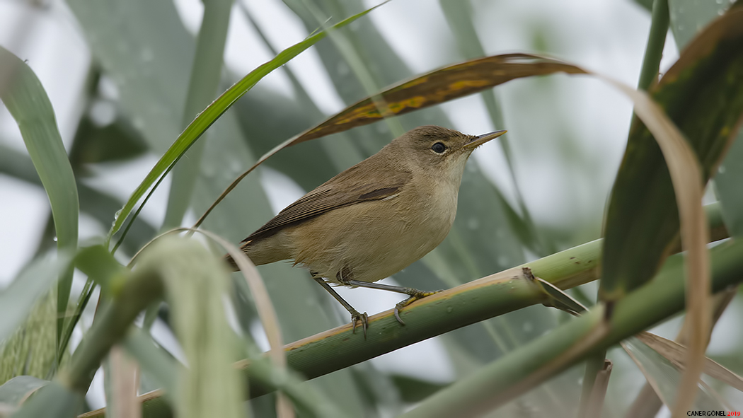 Common Reed Warbler