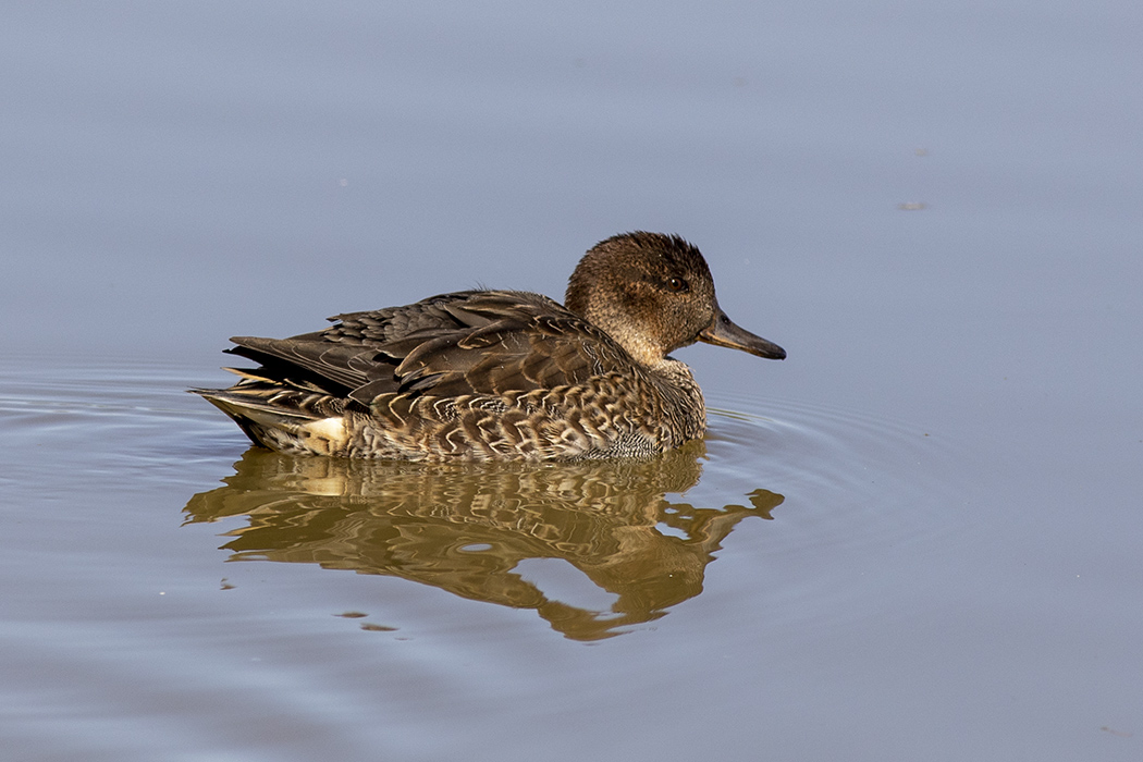 Eurasian Teal